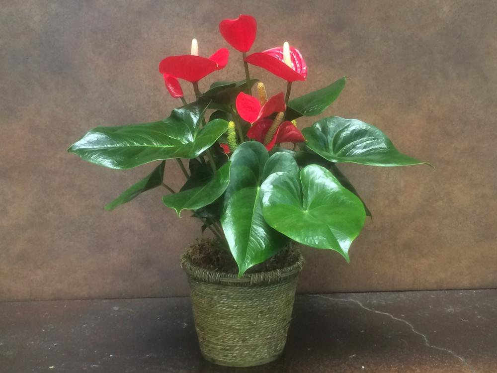 Anthurium