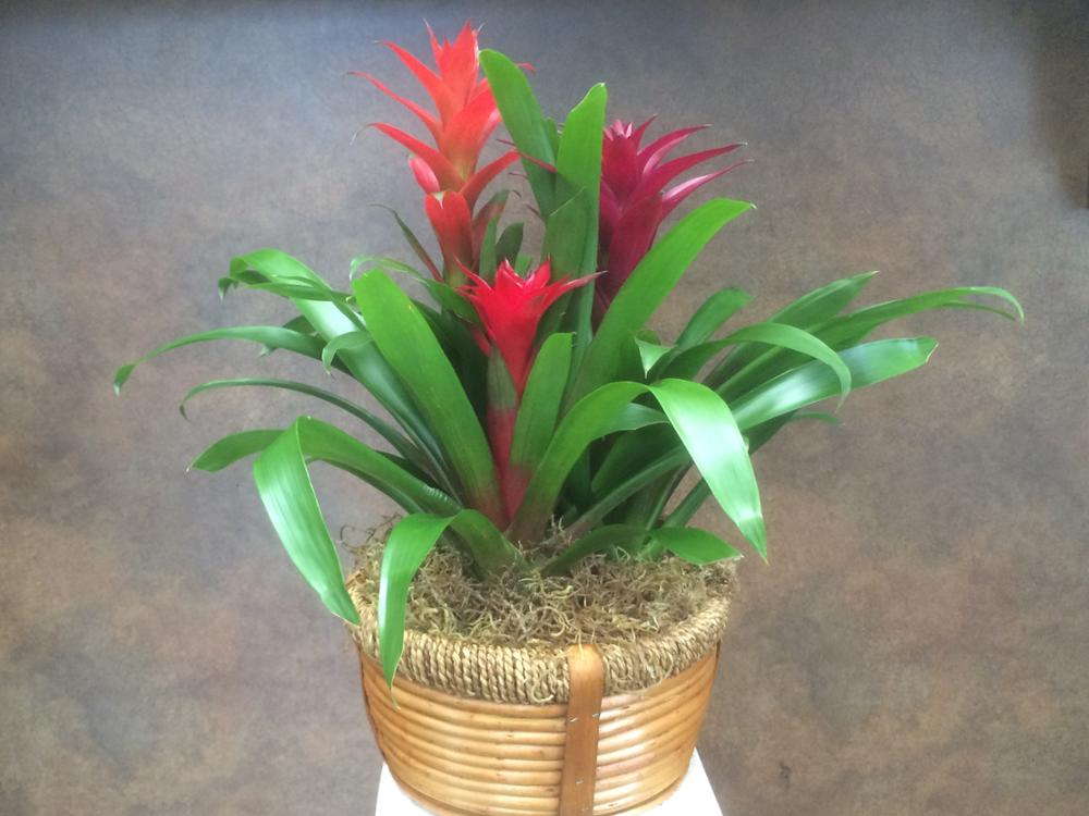 Bromeliad